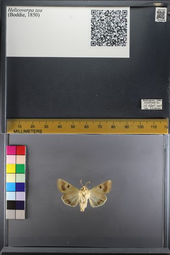 Media type: image;   Entomology 754518
